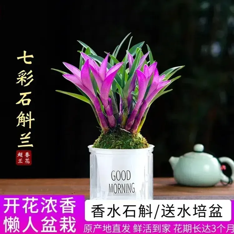 七彩香水石斛兰花四季开好养绿植浓香型石斛懒人养花卉净化空气