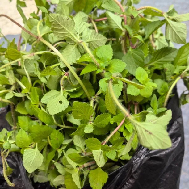 贵州特产烧鱼蘸水新鲜野菜鱼香菜毛毛菜农家鱼香菜毛毛菜蚂蚁菜