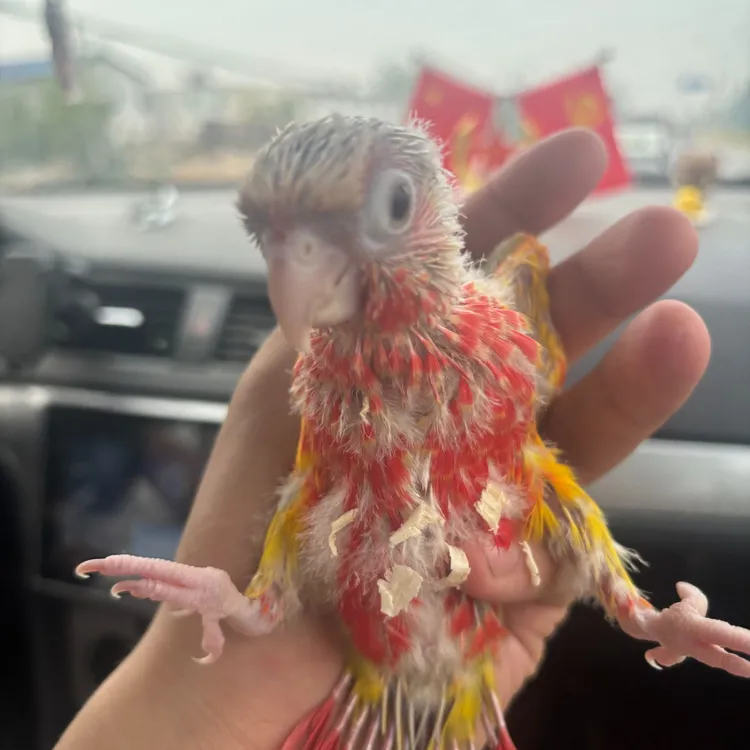 手养亲人可爱活体鹦鹉观赏鸟宠物鸟