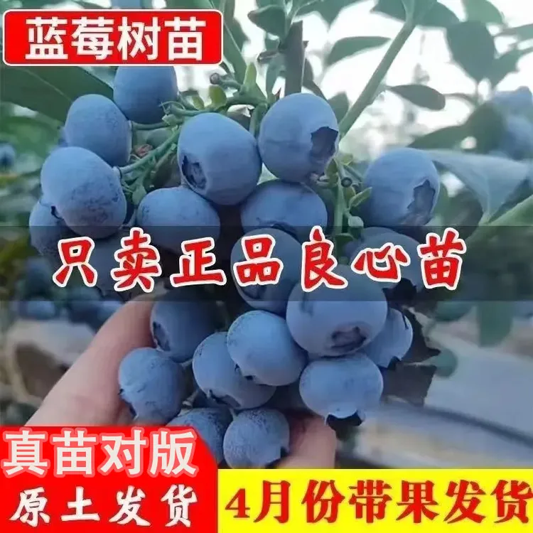大果蓝莓苗 粗苗壮苗基地直发盆栽阳台地载南北方种植 现挖土球发