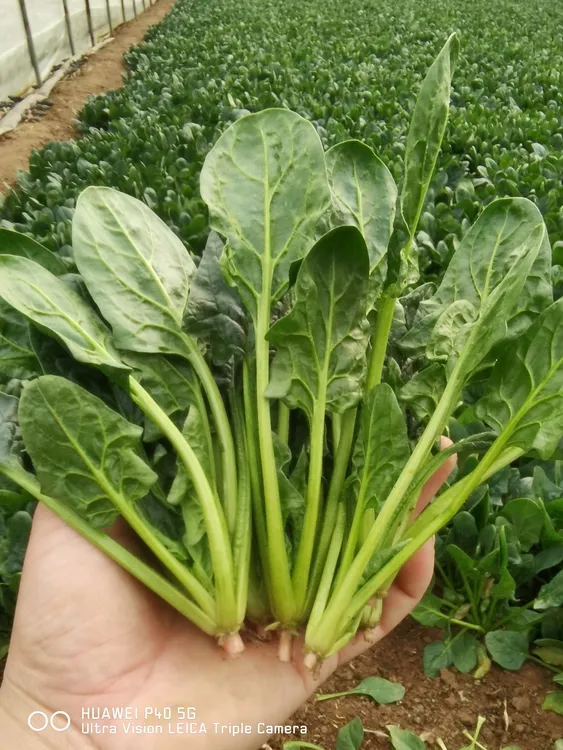 农家自种小菠菜，榨汁，火锅专用菠菜