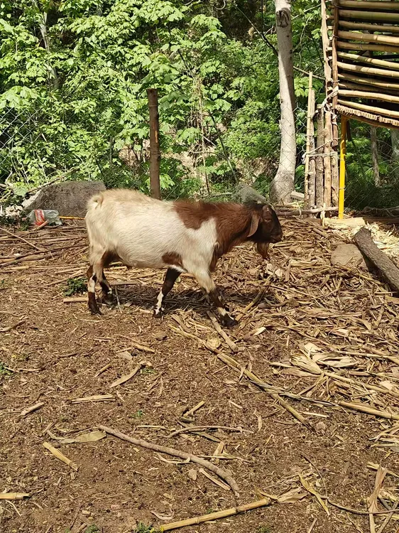【半羊/整羊+10KG】河南香炉山养殖场 整扇/切块 100%腿排 现宰现卖
