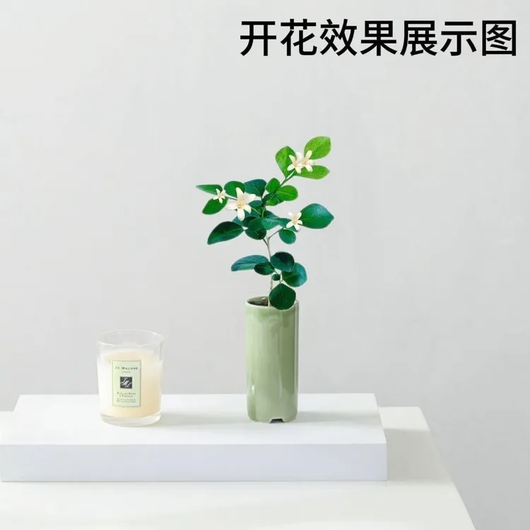 九里香盆栽客厅办公室四季开花室内水培植物网红绿植桌面美观