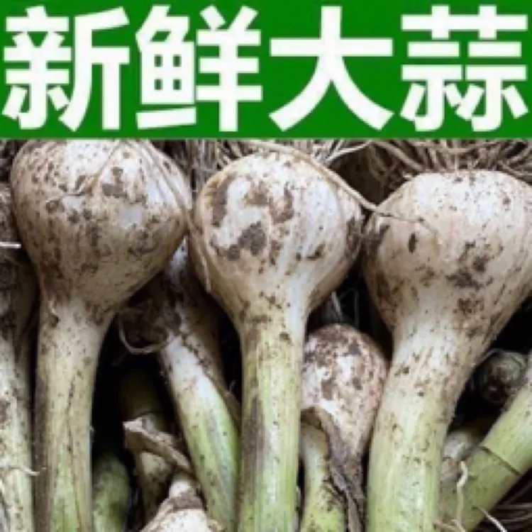 东北农家新鲜现挖白皮小青蒜适合腌制糖醋蒜