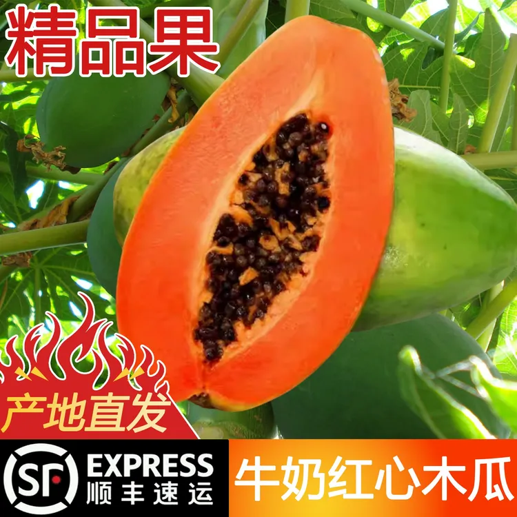 【顺丰包邮】云南树上熟红心冰糖牛奶孕妇木瓜当季水果新鲜采摘现发