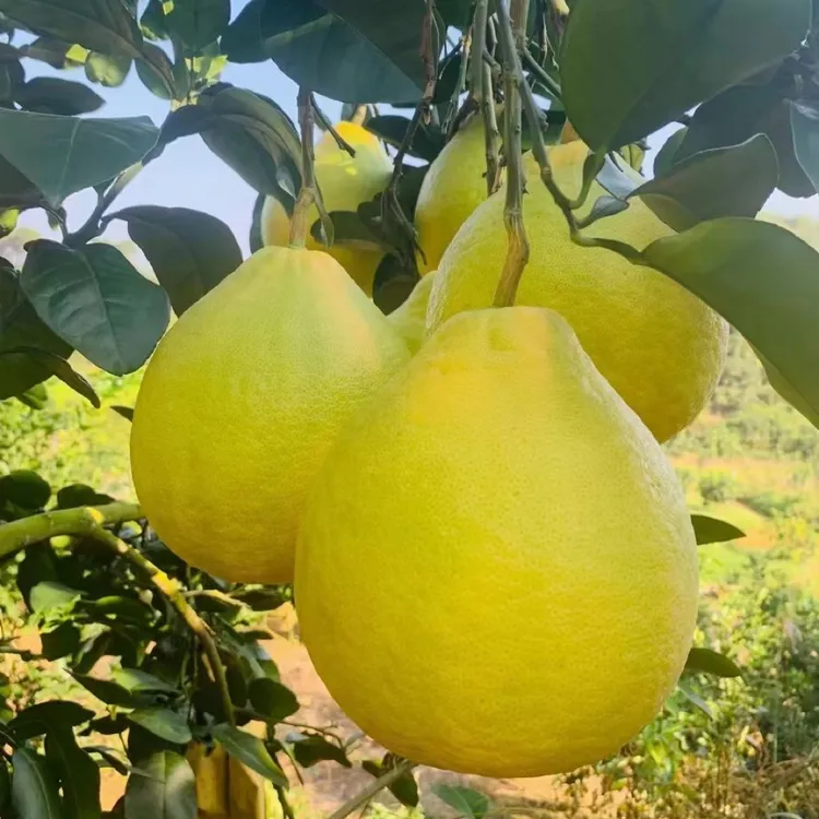 新鲜现摘正宗梅州老树沙田柚皮薄甘甜多汁