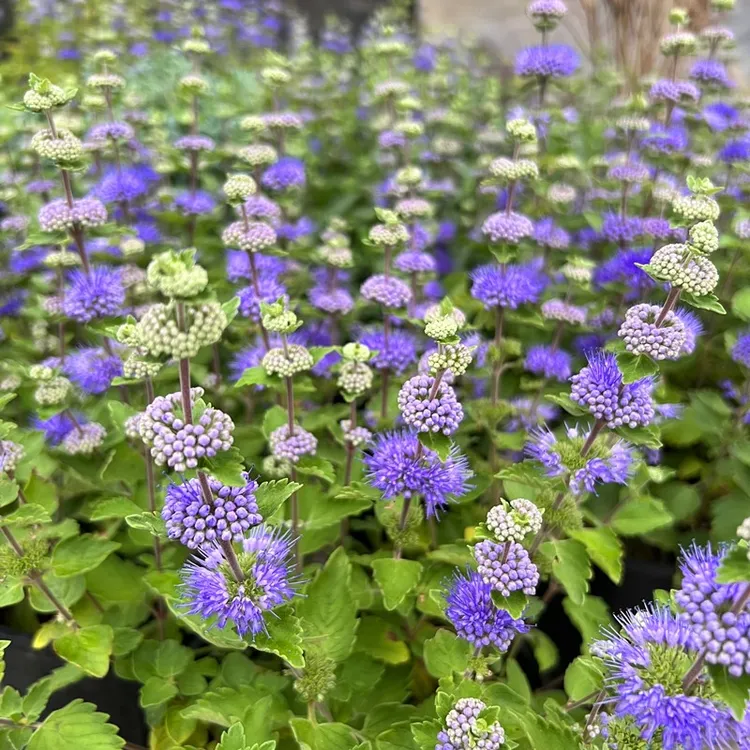 兰香草盆栽多年生耐热耐寒易养护观花植物适合阳台庭院花园