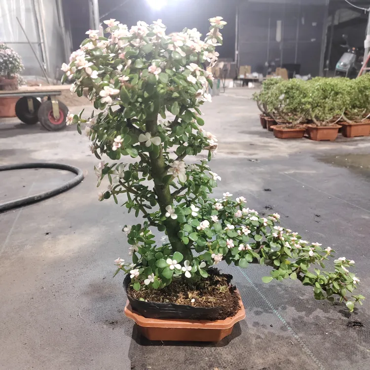 金枝玉叶矮霸迎客松造型老桩盆栽30