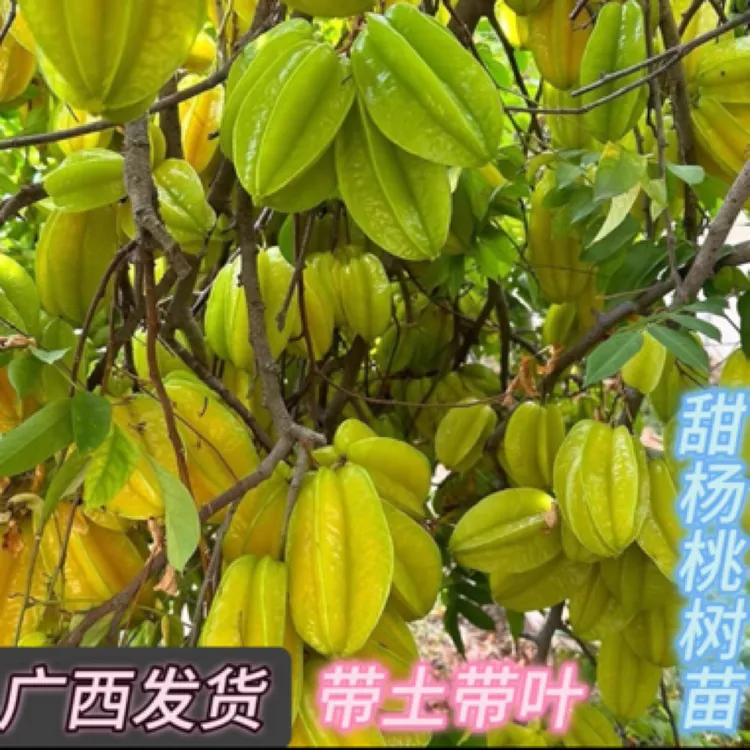 杨桃苗 甜杨桃多季杨桃大果杨桃 庭院植物行道树木嫁接果树苗