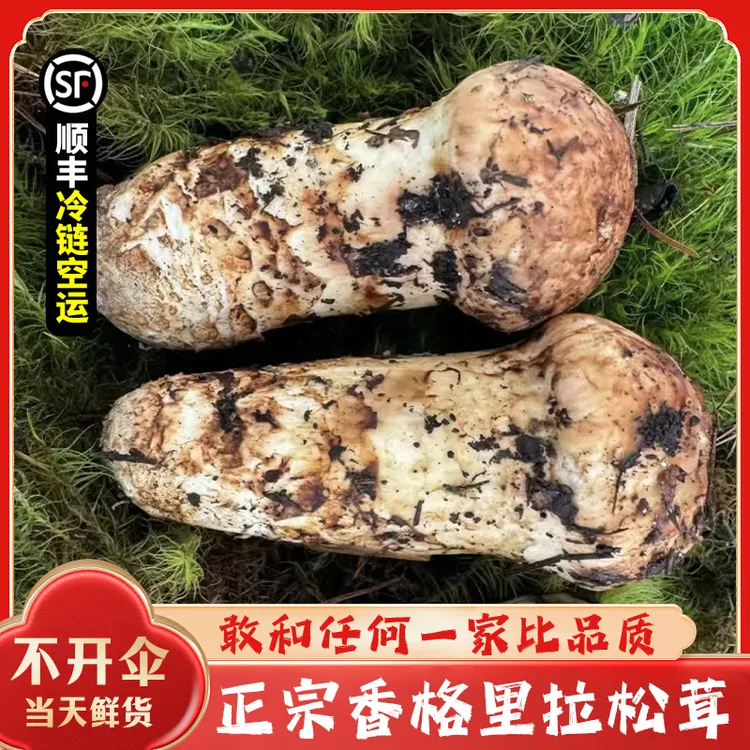 正宗云南香格里拉野生松茸顺丰空运冷链包邮产地新鲜直发