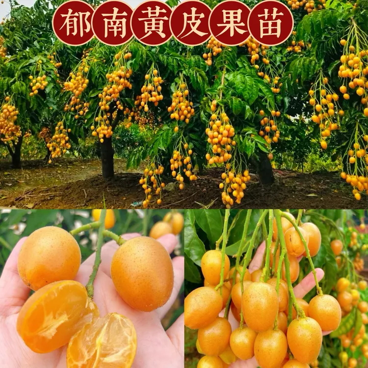包邮广东云浮郁南黄皮苗大鸡心苗冰糖嫁接苗盆栽上班地栽水果苗