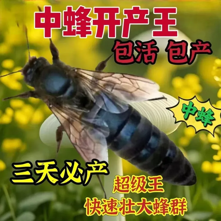 优质中蜂蜂王(开产王、处女王)体型长屁股尖。抗寒耐热蜂王种王出售