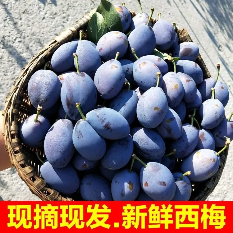 四川蓝蜜大西梅新鲜水果孕妇孩子现摘现发高山当季西梅水果包邮