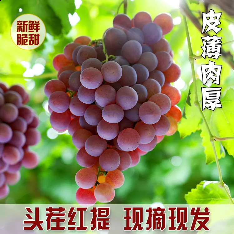 【顺丰包邮】红提葡萄新鲜现摘当季水果浓香脆甜山西运城孕妇儿童