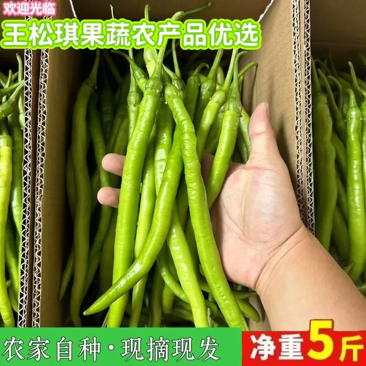 《特价》新鲜现摘二荆条青线椒带箱包邮产地直供炒菜美味微中辣口味