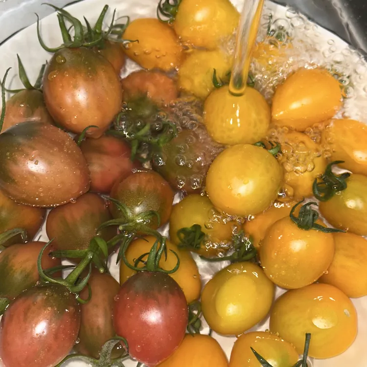 双色甜蜜组合 子弹头红番茄搭配黄金茄 皮薄多汁，新鲜现摘水果