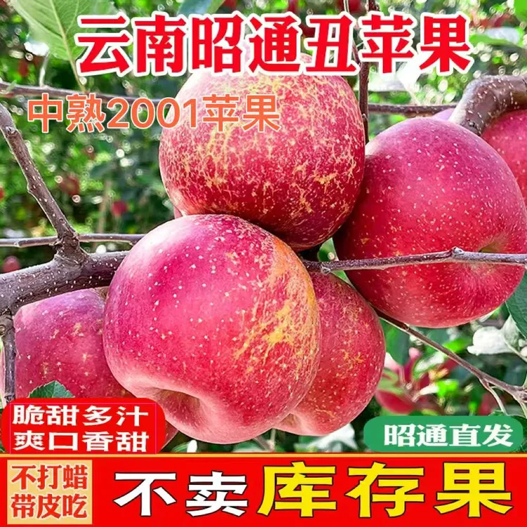 云南昭通当季中熟2001苹果脆甜多汁4.7/9.5斤装包邮