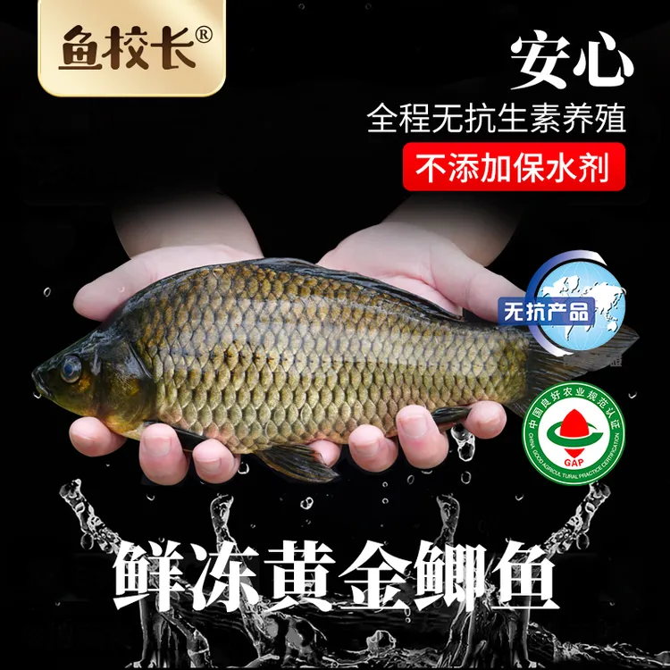 鱼校长无抗黄金鲫鱼淡水鲜活宰杀冷冻开背免处理炖汤鲜嫩红烧营养