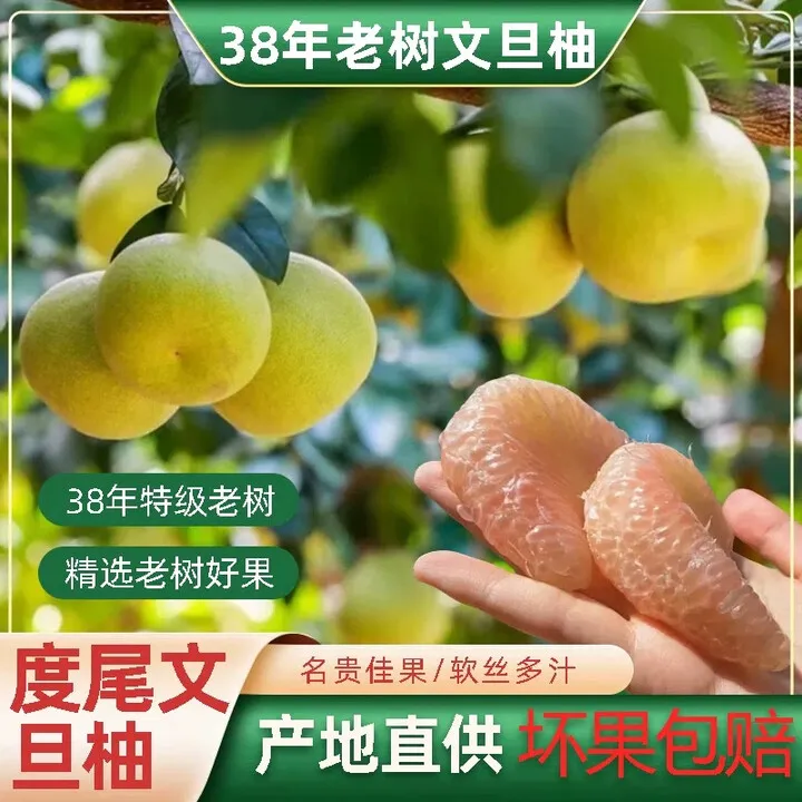 【邮政助农】福建正宗度尾文旦柚老树现摘现发柚子新鲜水果蜜柚30年