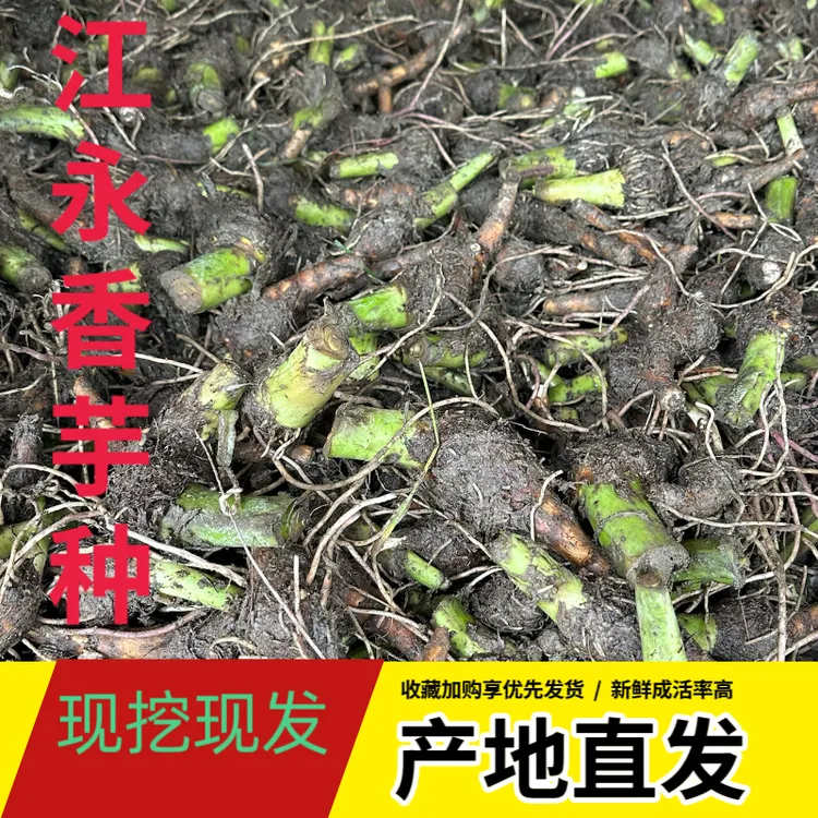 江永香芋头粉糯香甜芋央苗新鲜蔬菜食用种植