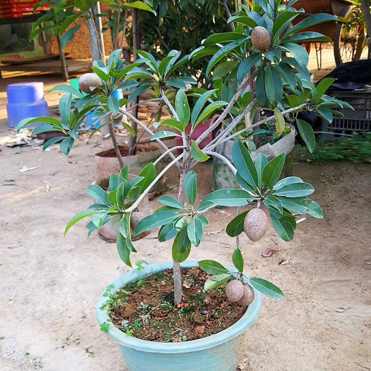 人心果果树嫁接苗大果盆栽阳台种植庭院当年四季开花结果