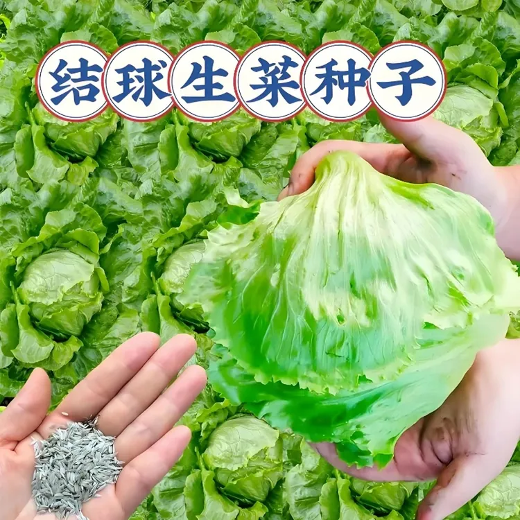 【抢！到手结球生菜种子】四季播种蔬菜种子阳台盆栽地栽小院