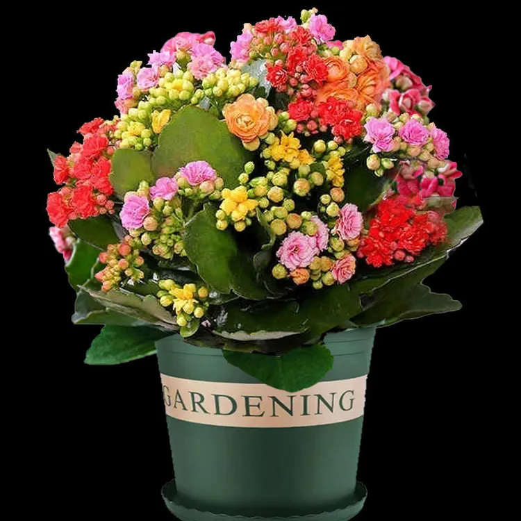 重瓣长寿花混色带花苞发货四季开花室内阳台好养花卉绿植