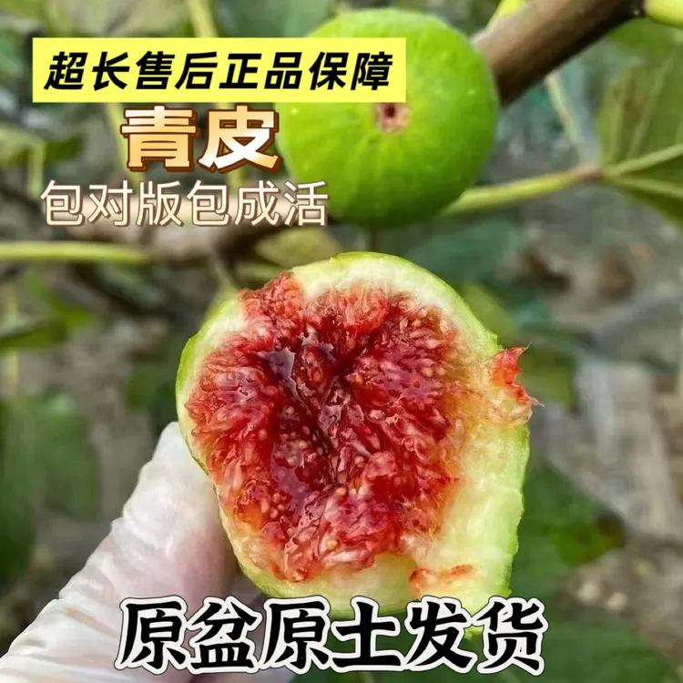 青皮无花果树苗【原盆原土发货】包对版耐寒地栽盆栽南北方可种