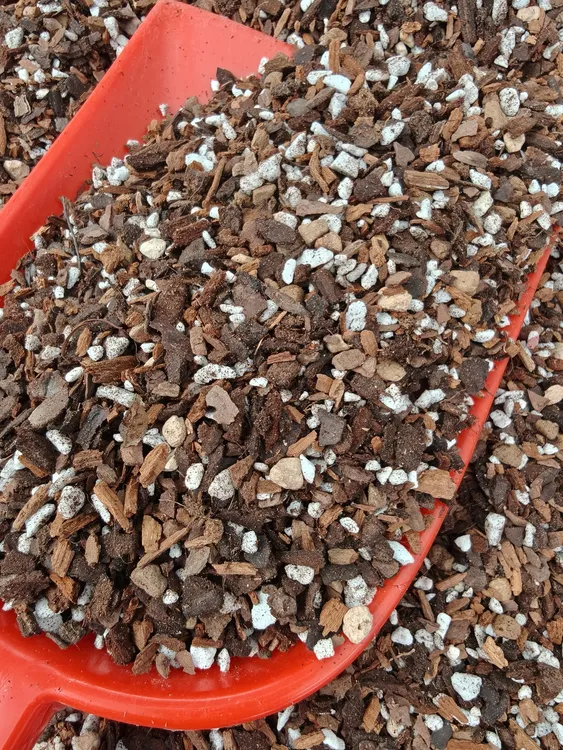 兰花植料，1.0左右中棵颗春兰蕙兰等兰科植物通用