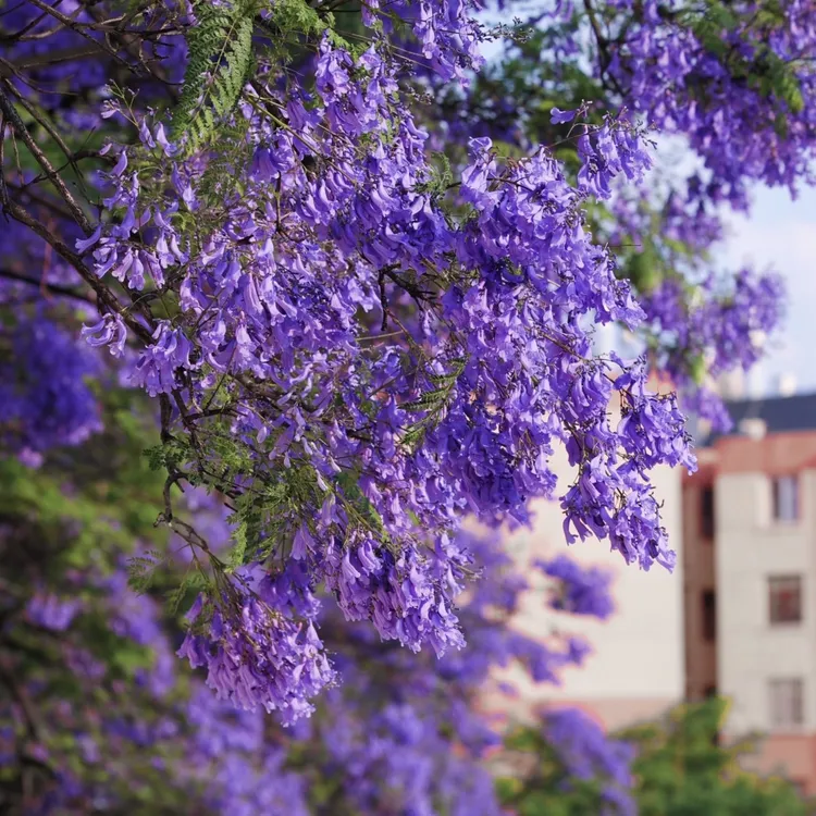 蓝花楹棒棒糖盆栽花园庭院地栽室外新手易养护观赏植物