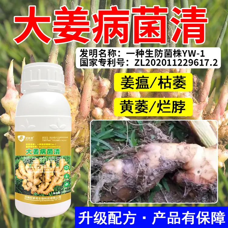 大姜病菌清姜瘟炭疽烂脖子专利生物菌株技术配方升级微生物菌剂