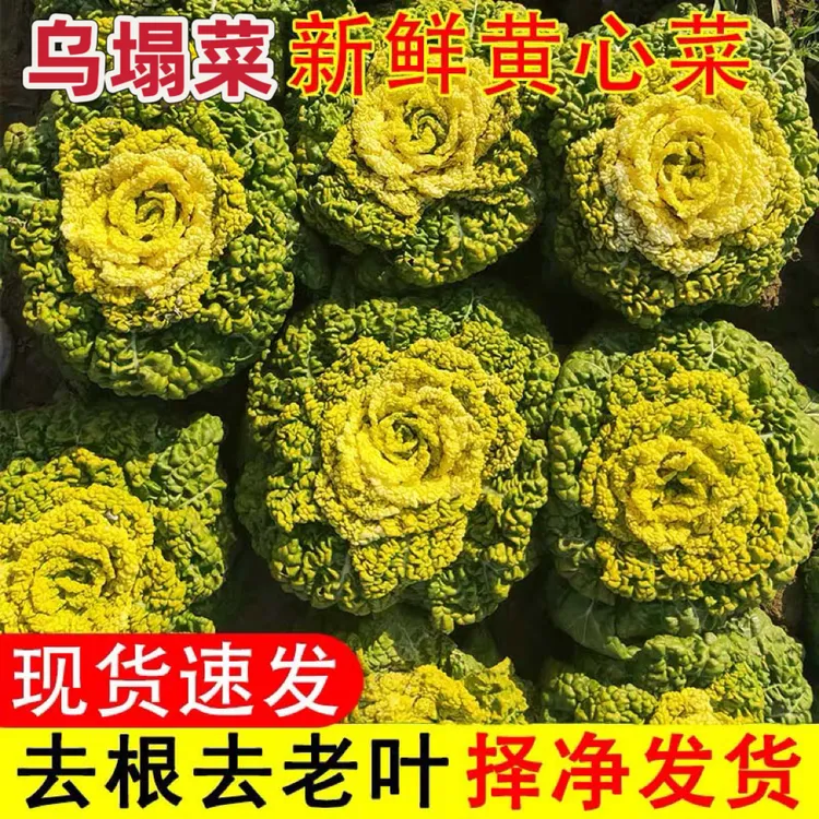 黄心乌塌菜菊花菜小白菜黄心白菜农家种植黄心乌塌菜