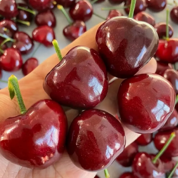 大连美早樱桃J-5J顺丰包邮空运现摘现发脆甜多汁新鲜内附果径卡