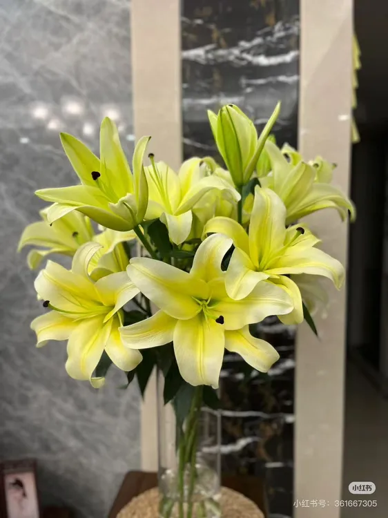 黄色香水鲜花黄天霸百合3单升级京东或顺丰vs缀化王姑娘百合花