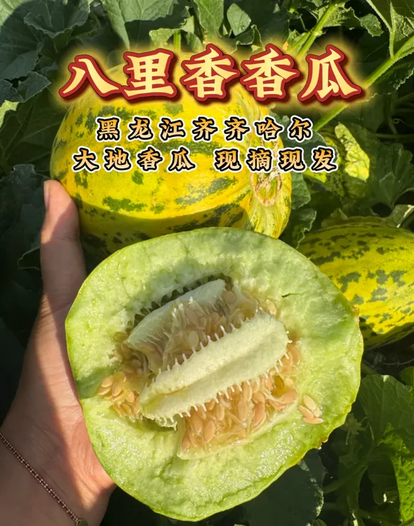 八里香香瓜顺丰包邮齐齐哈尔市现摘现发新鲜采摘东北特产
