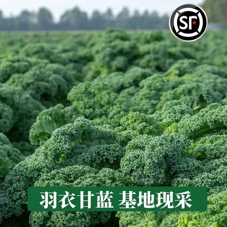 水果蔬菜基地直发零农残有机羽衣甘蓝