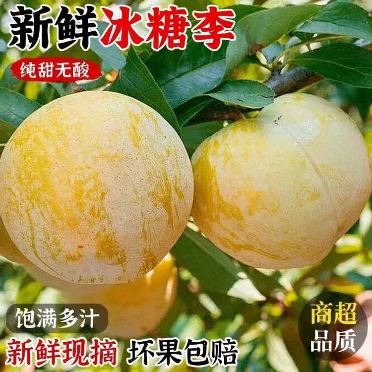 正宗四川冰糖李桃花李大果李子应季新鲜水果包邮整箱蜂蜜李黄金李