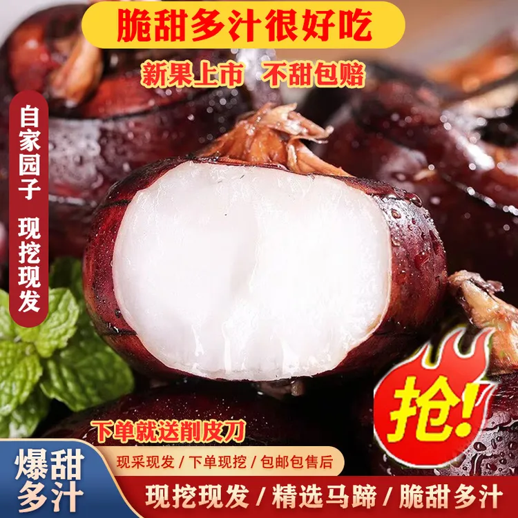 湖北新鲜马蹄脆甜化渣现挖现发马蹄荸荠地梨农家时令即食水果蔬菜