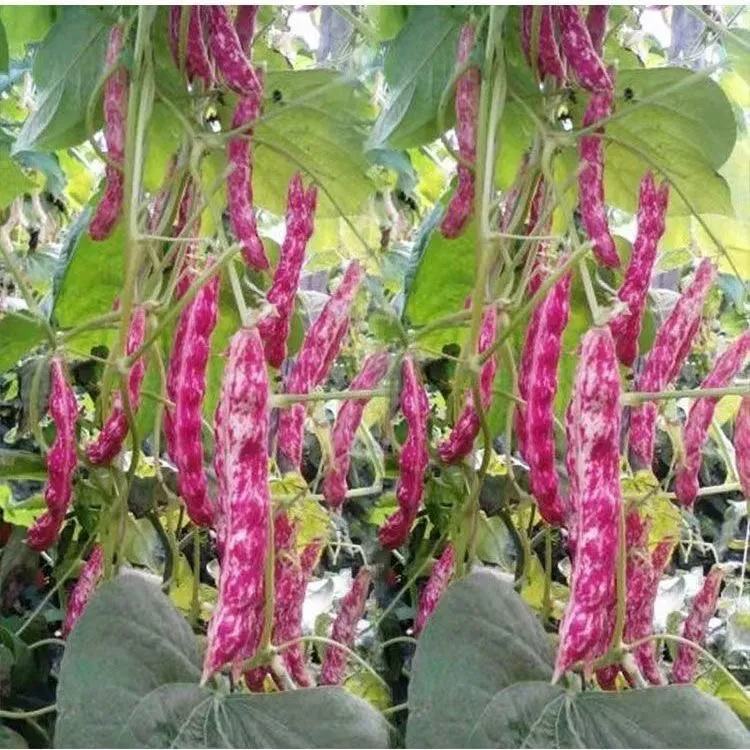 吉林红金勾油豆角东北自然采摘皮薄豆粒饱满新鲜包邮