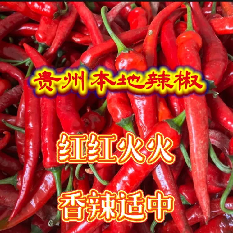 贵州本地种植红辣椒农家小种薄皮肉厚红辣椒剁椒糟辣椒新鲜现摘