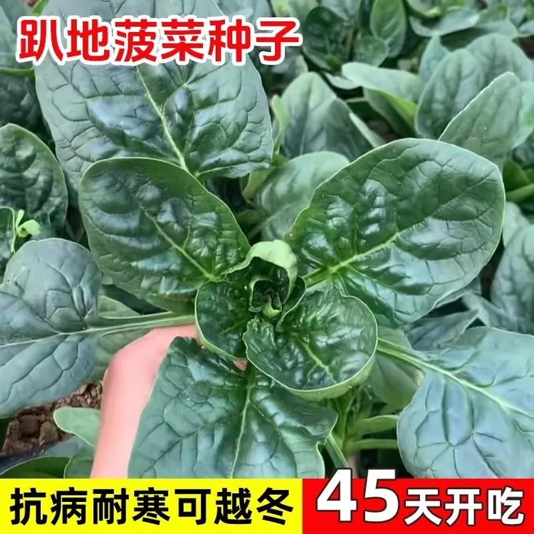 趴地菠菜种子秋冬季耐寒籽种越冬波菜种籽厚肉菠菜老品种蔬菜种子