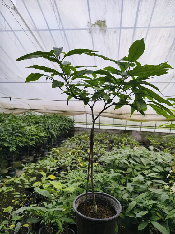 精品垂丝茉莉直播间一物一拍