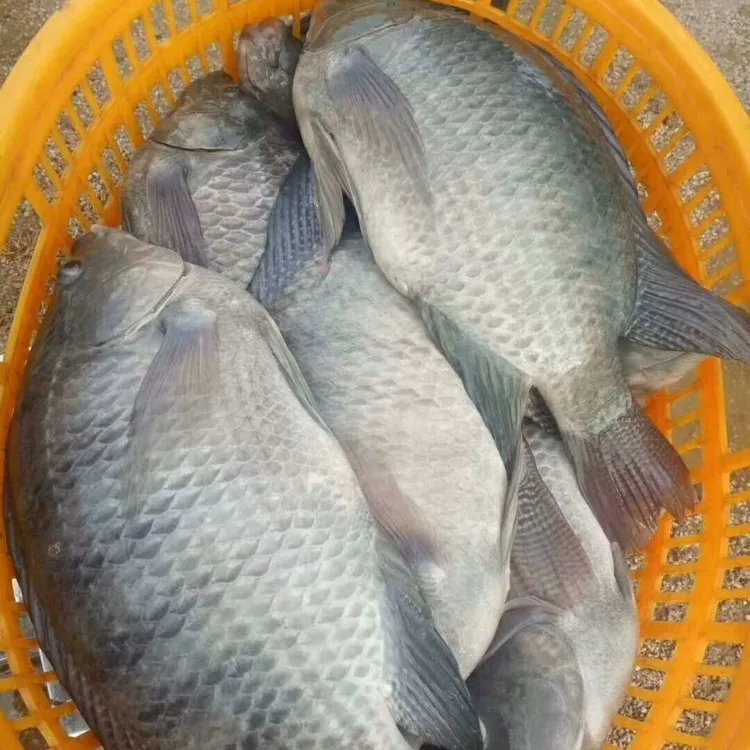 ［快大品种］3-8厘米罗非鱼海南1号生脆肉罗非新吉富养殖宠物观赏鱼