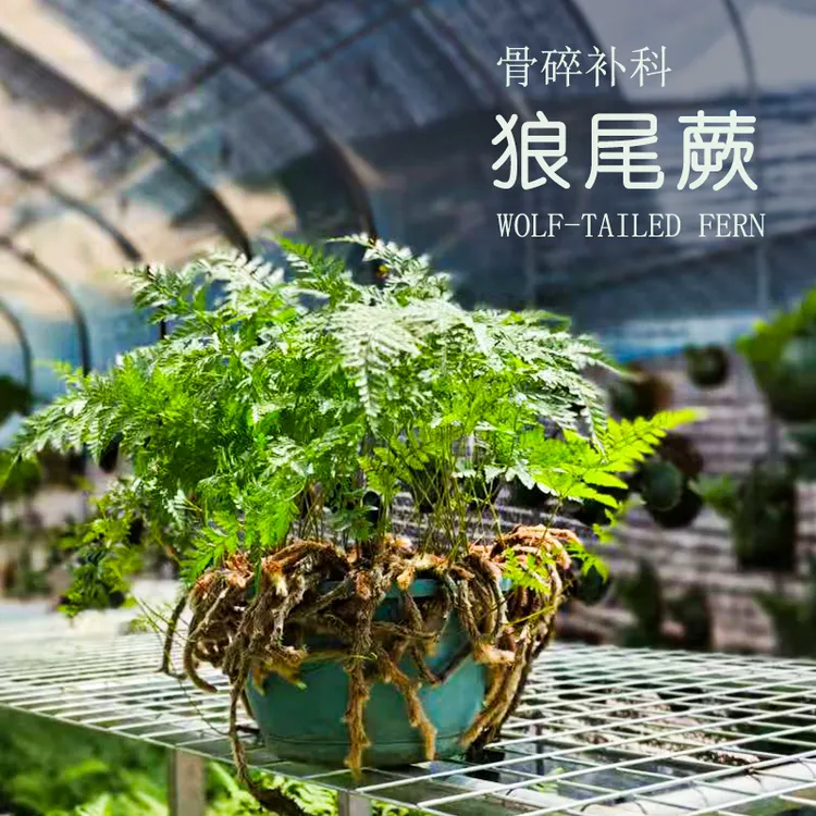 狼尾蕨阴石蕨 盆栽植物绿植种植板植墙面装饰室内外