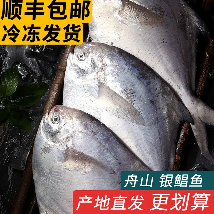 舟山东海银鲳鱼新鲜冷冻海鲜冰鲜昌鱼白鲳鱼昌扁鱼大昌鱼平鱼鳊鱼