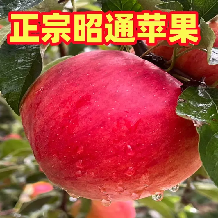 昭通发】正宗云南昭通红露丑苹果红富士冰糖心果现摘现发新鲜苹果