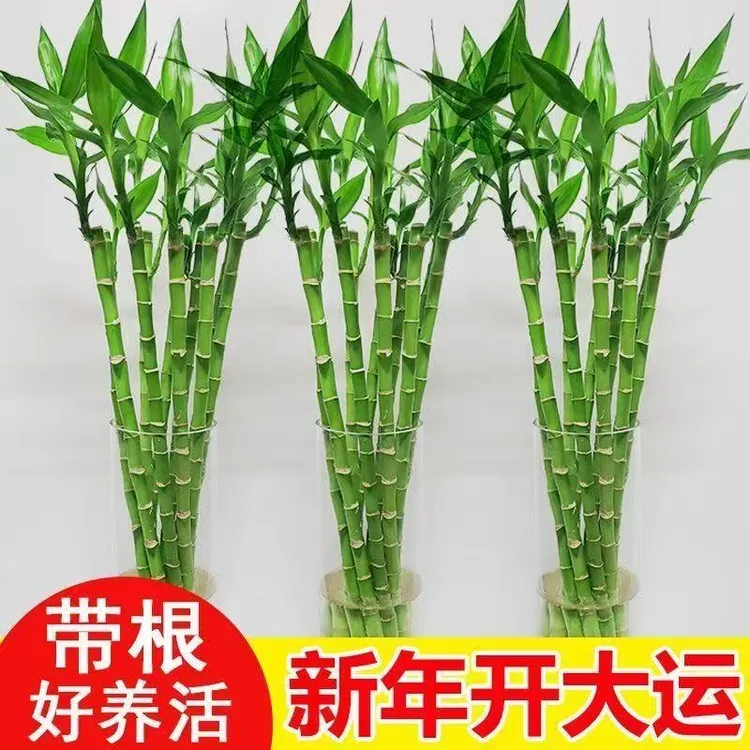 带根水养龙竹文昌竹富贵转运竹节节高水培植物室内客厅绿植好养活