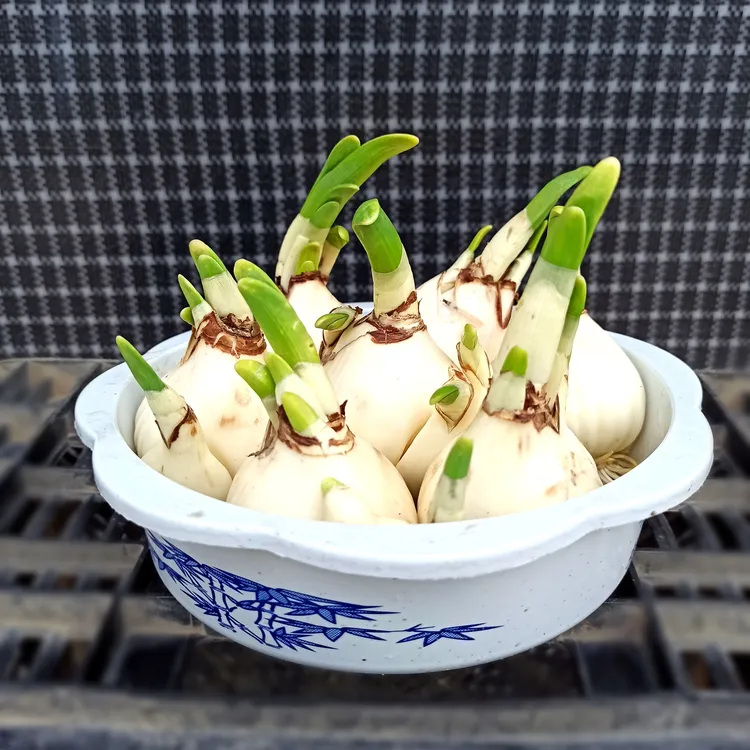 水培好漳州水仙花盆栽整盆种好年宵花卉植物室内外秋冬芳香很好养