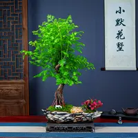 造景水杉老桩盆栽室内客厅桌面造型盆景四季常青禅意绿植精品植物