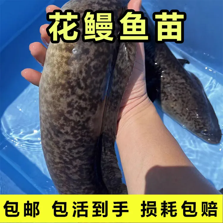 金丝花鳗鱼苗淡水鱼塘养殖花鲜活淡水鳗鱼苗花鳗鱼苗批发淡水鱼苗